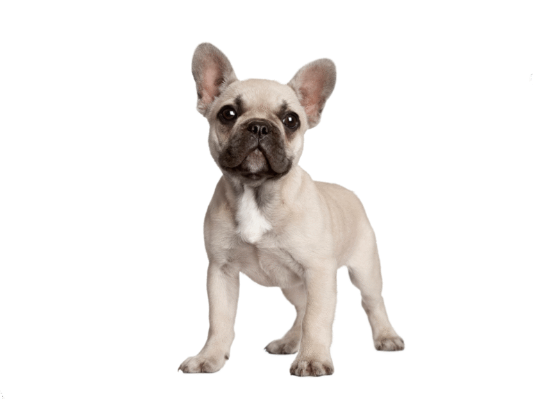 portrait-french-bulldog-standing-dog-portrait-isolated-scaled