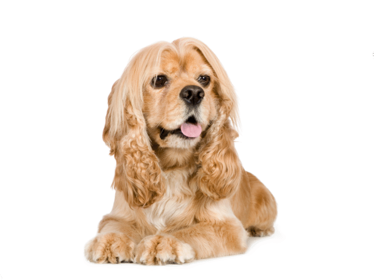 portrait-french-bulldog-standing-dog-portrait-isolated-scaled (4)